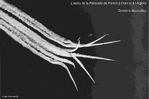 85 - LES MEETINGS AERIENS EN ALGERIE 1927 1938_000045